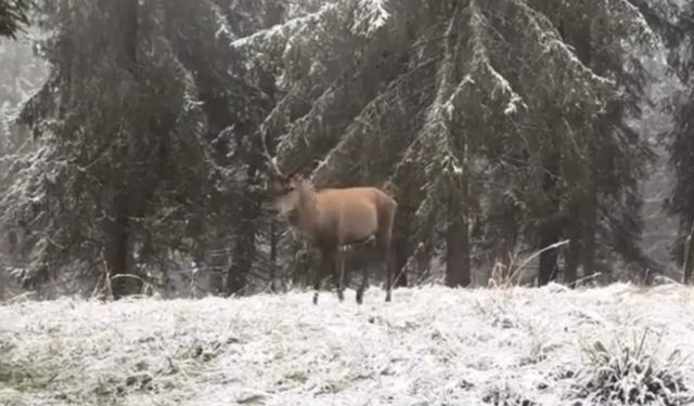 Bolu ormanlarında kızılgeyiğin böğürme anları kameraya yansıdı