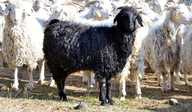 Bolu’da tiftik keçisine 3 milyon liralık destek