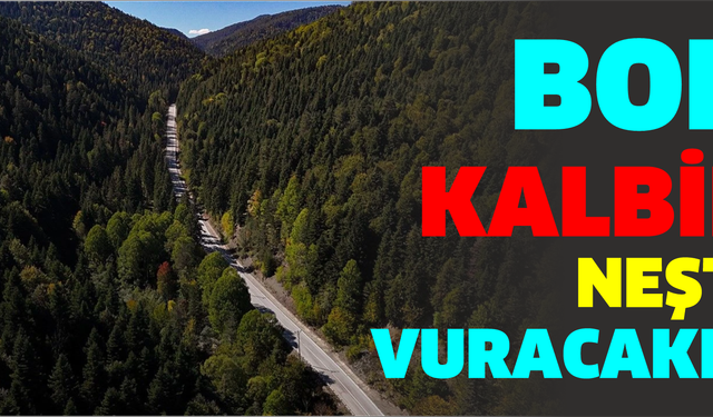 Göynük ve Mudurnu'da Ormanlar Şirketlerin kıskacında mı?