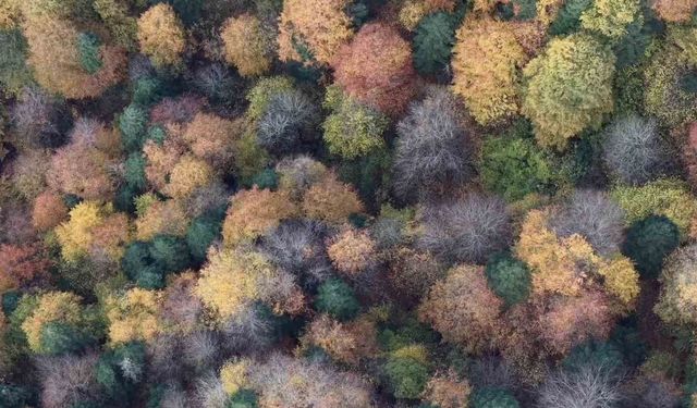 Bolu’da ormanlık alanlarda sonbahar güzelliği