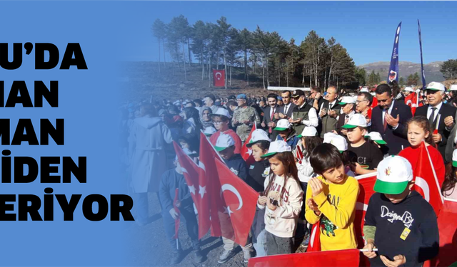 Bolu’da yanan orman yeniden yeşeriyor