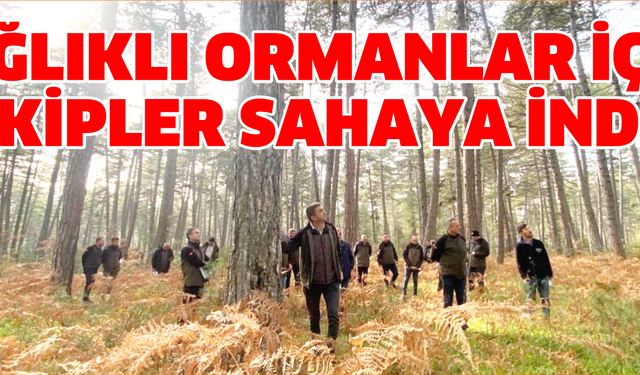Sağlıklı ormanlar için ekipler sahaya indi