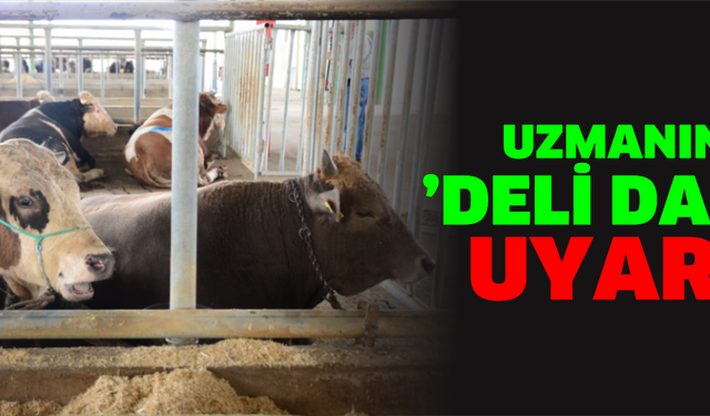 Uzmanından ’Deli dana’ uyarısı