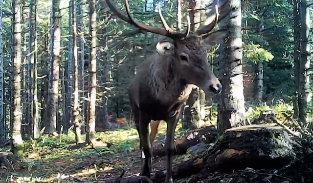 Yaban hayatı fotokapana yakalandı