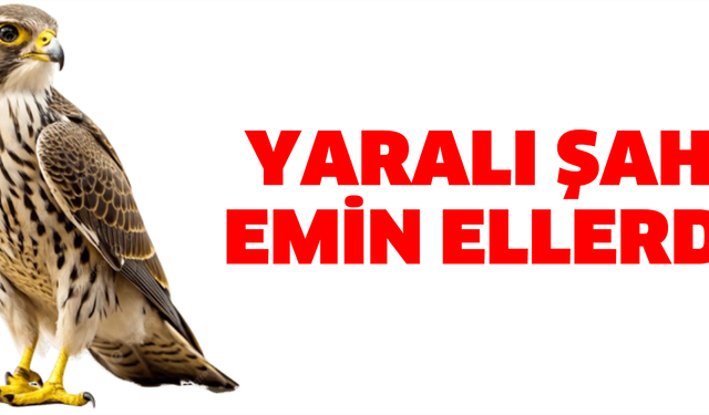 Yaralı şahin koruma altına alındı