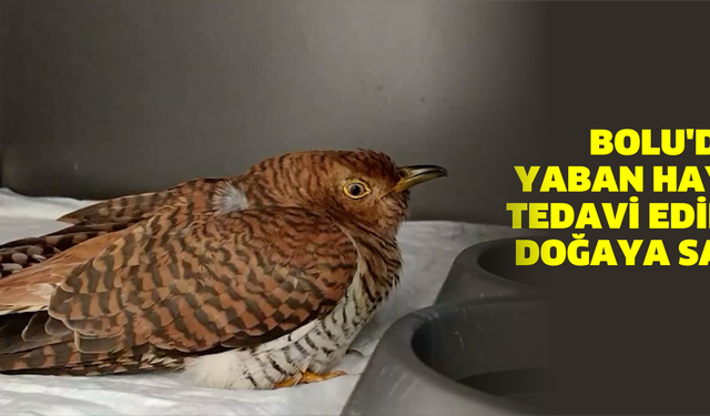 Bolu'da 132 yaban hayvanı tedavi edilerek doğaya salındı