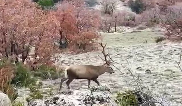 Bolu'da koruma altındaki kızıl geyikler görüntülendi