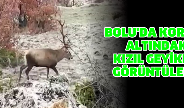 Bolu'da koruma altındaki kızıl geyikler görüntülendi