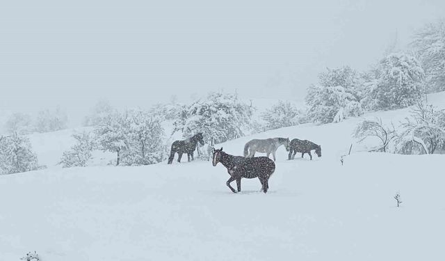 Bolu’da yılkı atları karlar altında