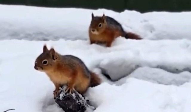 Bolu’da sincapların kar keyfi