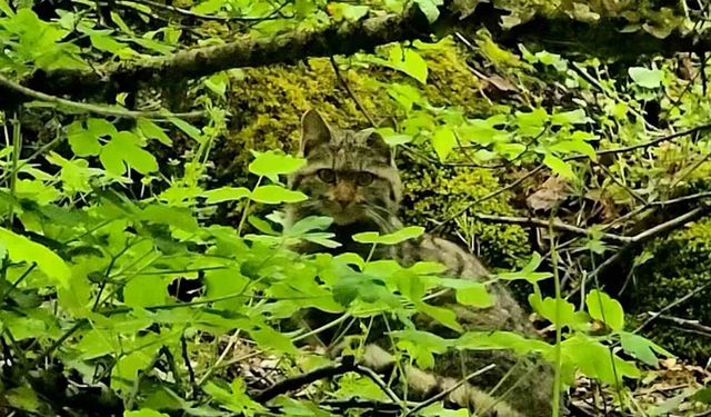 Bolu’da ormanlık alanda gezinen yaban kedisi görüntülendi