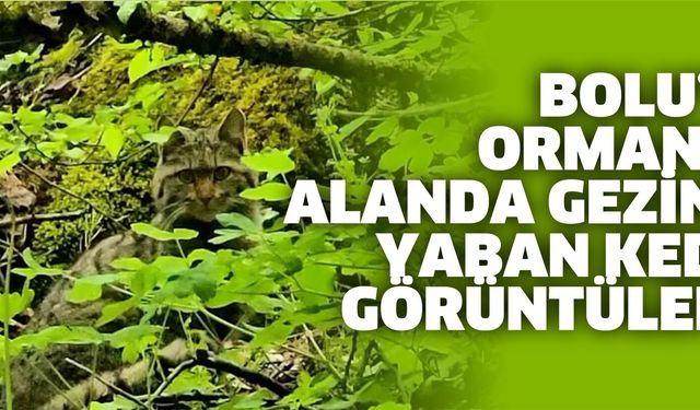 Bolu’da ormanlık alanda gezinen yaban kedisi görüntülendi