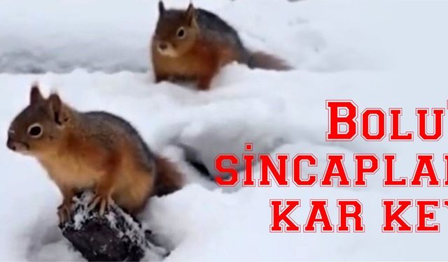 Bolu’da sincapların kar keyfi