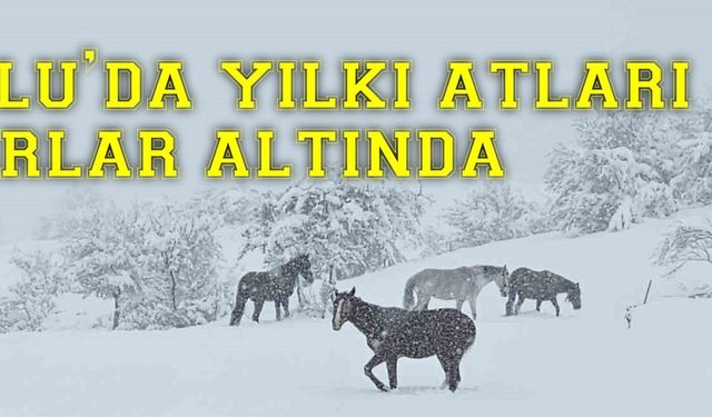 Bolu’da yılkı atları karlar altında