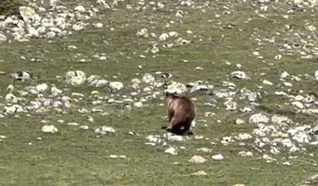 Gerede’de Dikkat Çeken Görüntü: Yaralı Ayı Zor Anlar Yaşadı