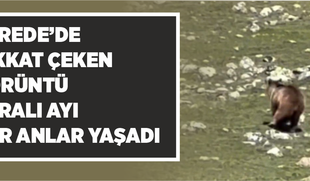 Gerede’de Dikkat Çeken Görüntü: Yaralı Ayı Zor Anlar Yaşadı