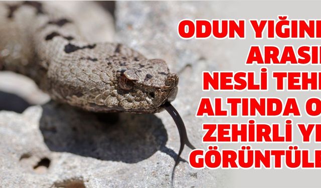 Odun yığınları arasında nesli tehlike altında olan zehirli yılan görüntülendi