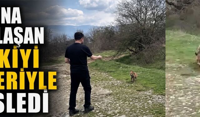 Yanına yaklaşan tilkiyi elleriyle besledi