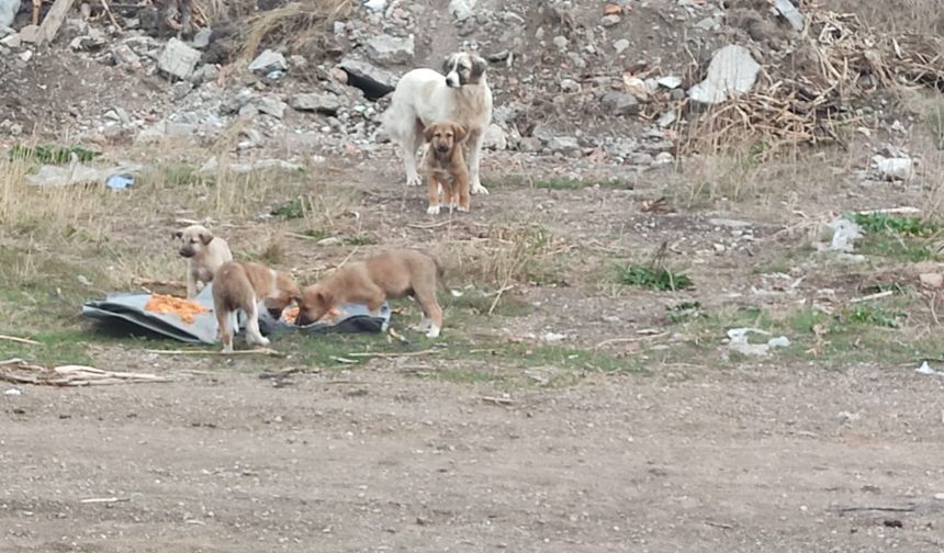 HAÇİKO Belediye ve Kurumlara seslendi