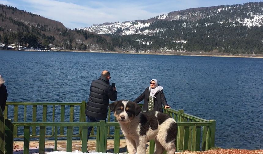 Abant’ın maskotları ilgiden memnun. Sevimlilikleri ile ilgi odağı oldular.