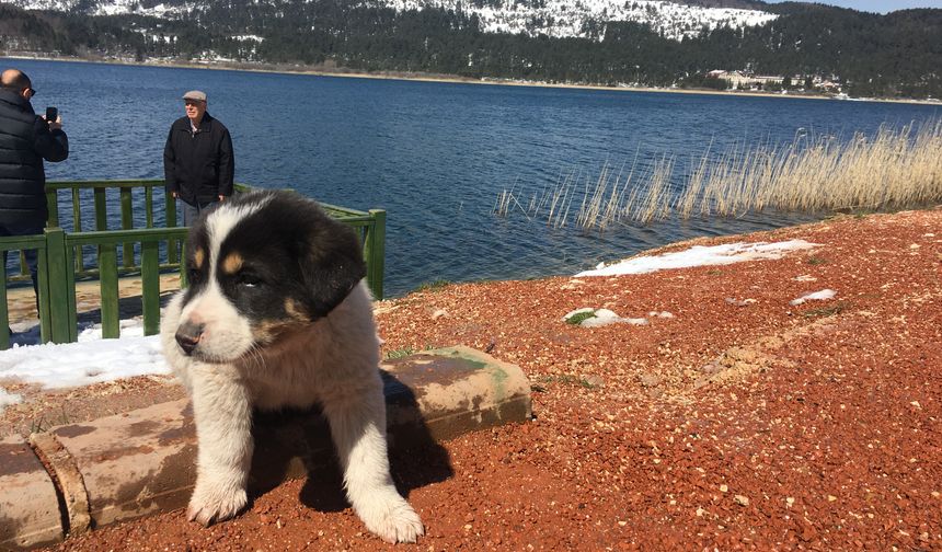 Sevimli yavru köpek Abant'ın maskotu oldu