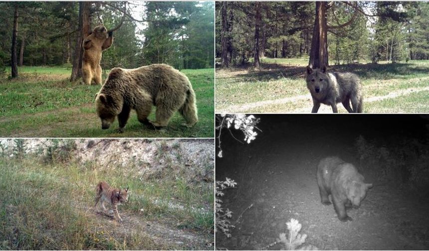 Bolu'da fotokapana yakalanan ayı ve tilki ilginç görüntüler oluşturdu