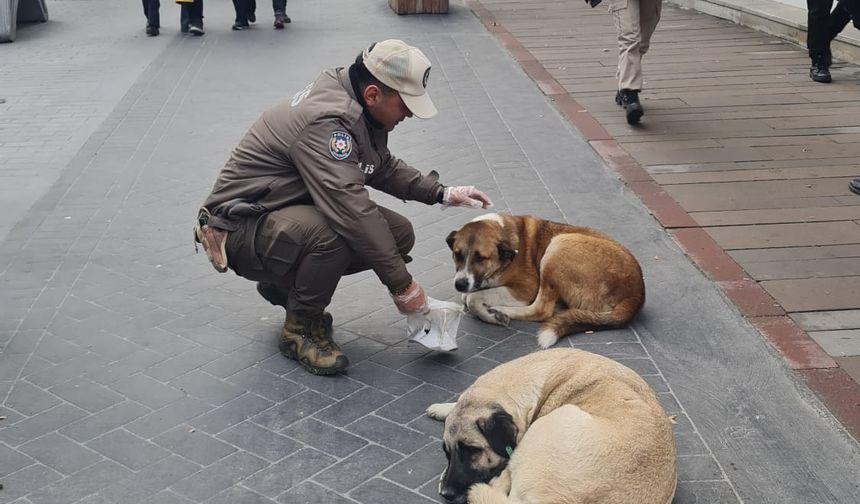 Sokak hayvanlarına Polis şefkati