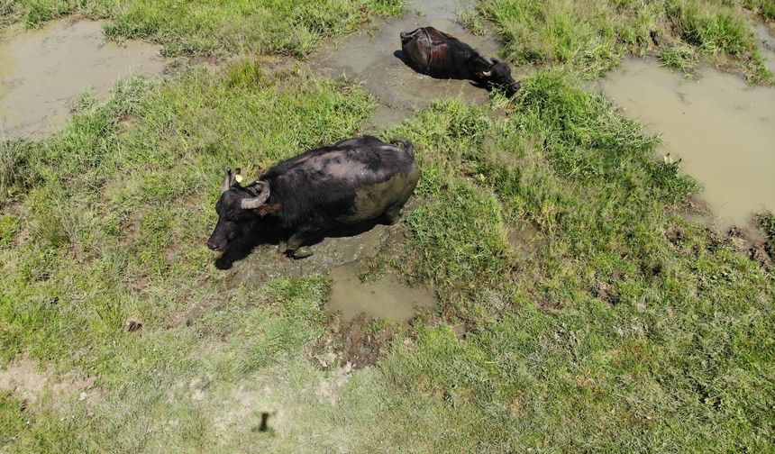 Mandalar Bolu’da çamur banyosu yaptı