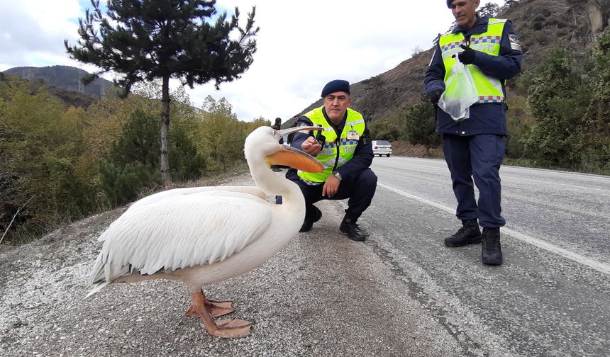 Devriye atan jandarma pelikan kuşu buldu: Hamsiyle beslediler