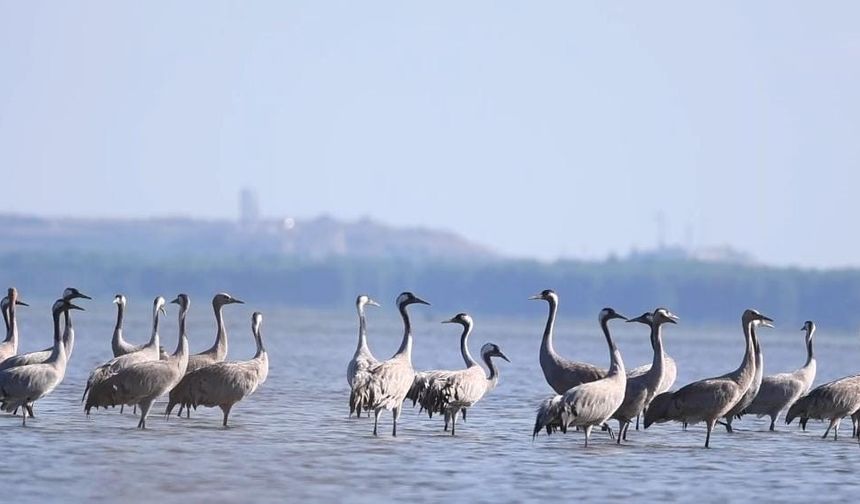 Turnalar Bolu’dan geçti