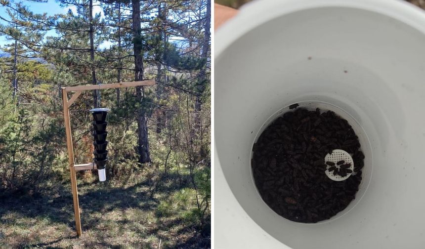 Ormanları kurutan böceğe karşı sıkı önlem