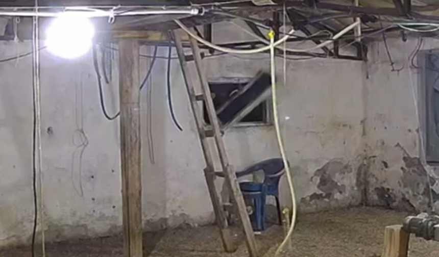 Kümese girmeye çalışan ayı kamerada