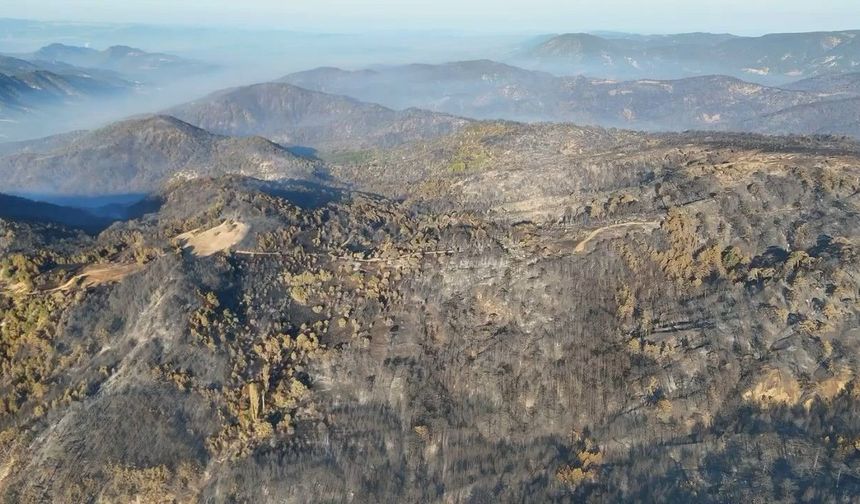 Bolu'da ormanlar küllerinden doğacak
