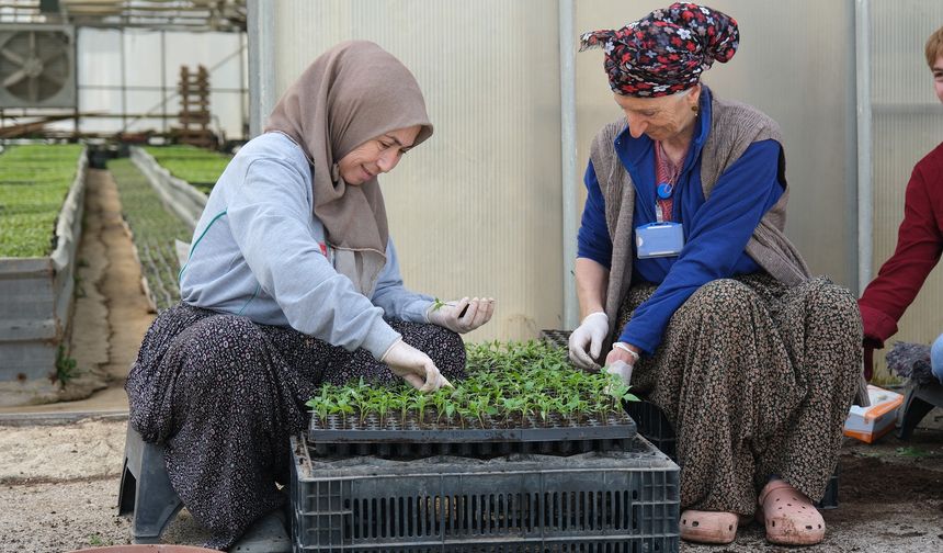 Bolu’da 200 bin adet yerli fide desteği