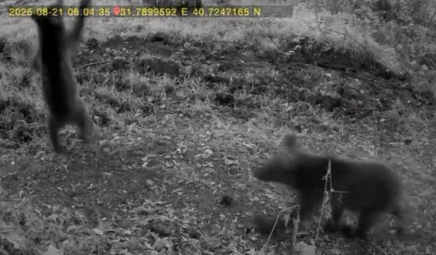 Bolu’da anne ayı ve 3 yavrusu görüntülendi