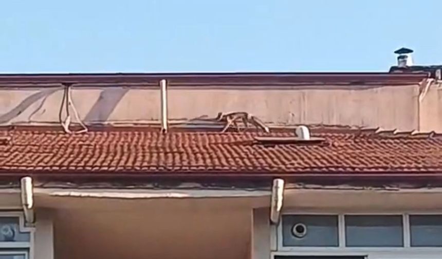 Bolu’da ilginç anlar: Apartman çatısına tilki çıktı