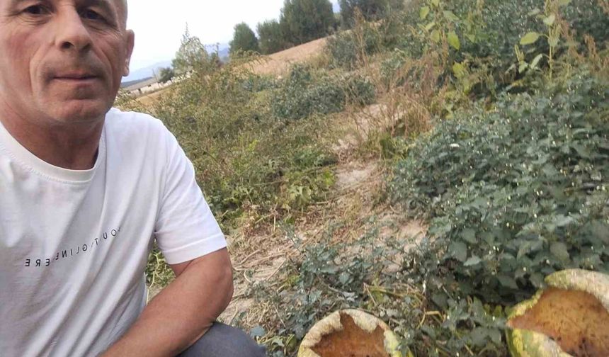 Mudurnu’da kargalar 80 karpuzu delik deşik etti
