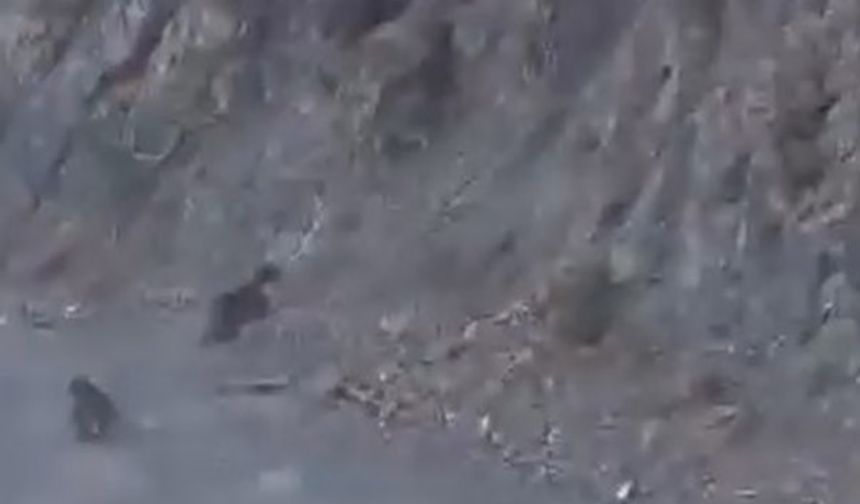 Bolu’da anne ayı ve yavrusu korkuyla dağa tırmandı