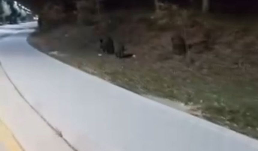 Aç kalan domuz sürüleri, üniversite kampüsüne indi