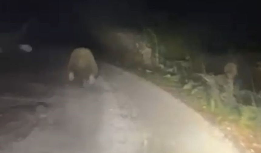 Aracın ışıklarından korkan ayı böyle kaçtı