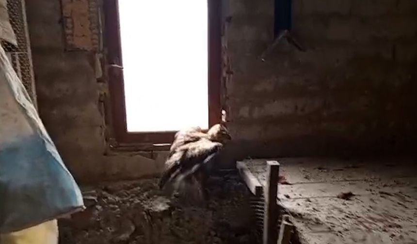 Yaralı şahin koruma altına alındı