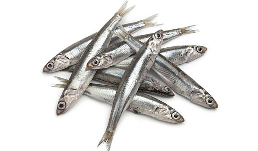 Hamsinin kilosu 150 liraya düştü