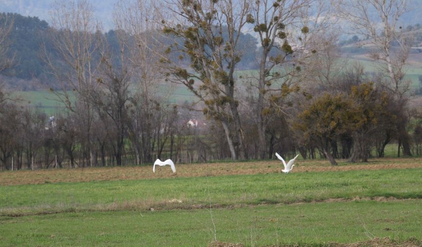 Nadir rastlanan beyaz balıkçıl kuşlar Bolu'da görüntülendi