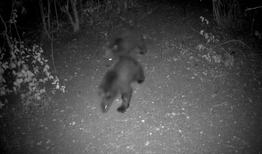 Ayı, kurt, geyik ve karaca fotokapana yakalandı