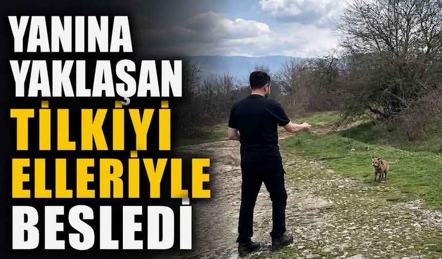 Yanına yaklaşan tilkiyi elleriyle besledi